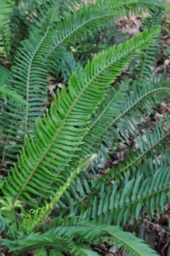 Western Sword Fern (Polystichum Munitum) - 1 Gallon Pot -FRUIT TREES & PLANTS Sales polystichum munitum western sword fern 5