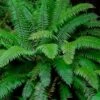 Western Sword Fern (Polystichum Munitum) - 1 Gallon Pot -FRUIT TREES & PLANTS Sales polystichum munitum western sword fern 7