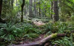 Western Sword Fern (Polystichum Munitum) - 1 Gallon Pot -FRUIT TREES & PLANTS Sales polystichum munitum western sword fern 9