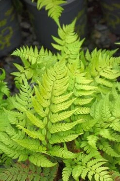Korean Rock Fern - 6 Pack Of 1 Gallon Pots 14 Korean Rock Fern - 6 Pack Of 1 Gallon Pots -FRUIT TREES & PLANTS Sales polystichum tsus simense korean rock fern 4