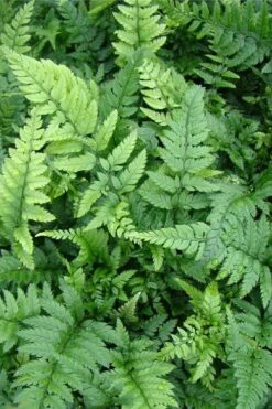 Korean Rock Fern - 1 Gallon Pot -FRUIT TREES & PLANTS Sales polystichum tsus simense korean rock fern 5 1