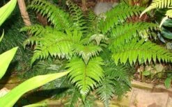Korean Rock Fern - 1 Gallon Pot -FRUIT TREES & PLANTS Sales polystichum tsus simense korean rock fern 6 1