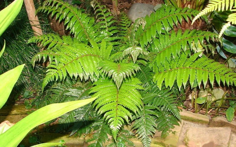 Korean Rock Fern - 6 Pack Of 1 Gallon Pots 7 Korean Rock Fern - 6 Pack Of 1 Gallon Pots - Image 5