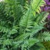 Korean Rock Fern - 1 Gallon Pot 2 Korean Rock Fern - 1 Gallon Pot -FRUIT TREES & PLANTS Sales polystichum tsus simense korean rock fern 8 1
