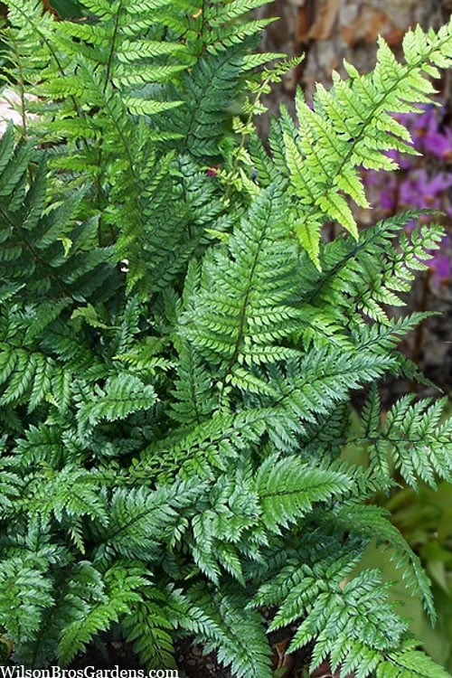 Korean Rock Fern - 6 Pack Of 1 Gallon Pots 3 Korean Rock Fern - 6 Pack Of 1 Gallon Pots