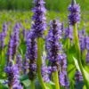 Heartleaf Purple Pickerel Weed (Pontaderia Cordata) - 8 Pack Of 1 Gallon Pot -FRUIT TREES & PLANTS Sales pontaderia cordata pickerel weed 20 1