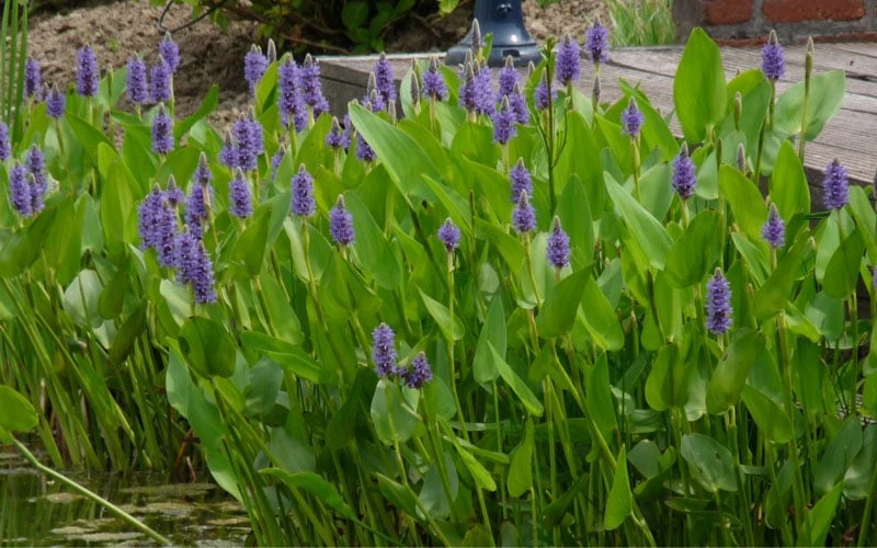 Heartleaf Purple Pickerel Weed (Pontaderia Cordata) - 6 Pack Of 1 Gallon Pot 6 Heartleaf Purple Pickerel Weed (Pontaderia Cordata) - 6 Pack Of 1 Gallon Pot - Image 4