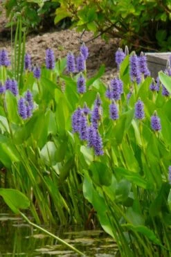 Heartleaf Purple Pickerel Weed (Pontaderia Cordata) - 8 Pack Of 1 Gallon Pot 12 Heartleaf Purple Pickerel Weed (Pontaderia Cordata) - 8 Pack Of 1 Gallon Pot -FRUIT TREES & PLANTS Sales pontederia cordata pickerel weed 5 1