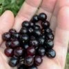 Wild Black Cherry Tree - 3 Gallon Pot -FRUIT TREES & PLANTS Sales prunus serotina wild black cherry tree 1