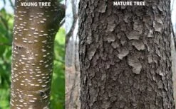 Wild Black Cherry Tree - 3 Gallon Pot -FRUIT TREES & PLANTS Sales prunus serotina wild black cherry tree 10