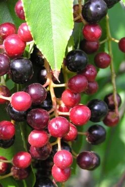 Wild Black Cherry Tree - 3 Gallon Pot -FRUIT TREES & PLANTS Sales prunus serotina wild black cherry tree 4