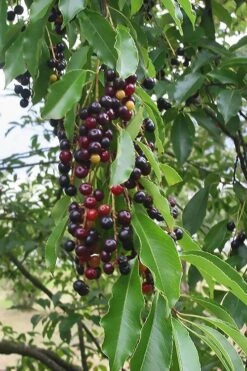 Wild Black Cherry Tree - 3 Gallon Pot -FRUIT TREES & PLANTS Sales prunus serotina wild black cherry tree 5