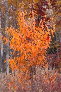 Wild Black Cherry Tree - 3 Gallon Pot -FRUIT TREES & PLANTS Sales prunus serotina wild black cherry tree 9