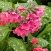 Shrimps On The Barbie Pulmonaria (Bethlehem Sage) - 1 Gallon Pot -FRUIT TREES & PLANTS Sales pulmonaria shrimps on the barbie lungwort 3