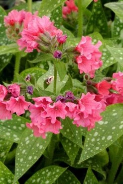 Shrimps On The Barbie Pulmonaria (Bethlehem Sage) - 1 Gallon Pot -FRUIT TREES & PLANTS Sales pulmonaria shrimps on the barbie lungwort 4