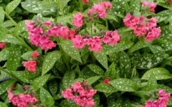 Shrimps On The Barbie Pulmonaria (Bethlehem Sage) - 1 Gallon Pot -FRUIT TREES & PLANTS Sales pulmonaria shrimps on the barbie lungwort 5