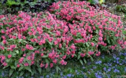 Shrimps On The Barbie Pulmonaria (Bethlehem Sage) - 1 Gallon Pot -FRUIT TREES & PLANTS Sales pulmonaria shrimps on the barbie lungwort 7