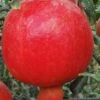 Russian Cold Hardy Pomegranate - 3 Gallon Pot -FRUIT TREES & PLANTS Sales punica granatum russian pomegranate 10