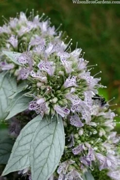 Silver Leaf Mountain Mint (Pycnanthemum Incanum) - 1 Gallon Pot -FRUIT TREES & PLANTS Sales pycnanthemum incanum hoary silver leaf mint 1