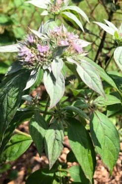 Silver Leaf Mountain Mint (Pycnanthemum Incanum) - 1 Gallon Pot -FRUIT TREES & PLANTS Sales pycnanthemum incanum hoary silver leaf mint 2