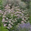 Silver Leaf Mountain Mint (Pycnanthemum Incanum) - 1 Gallon Pot -FRUIT TREES & PLANTS Sales pycnanthemum incanum hoary silver leaf mint 5