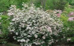 Coastal Azalea (Rhododendron Atlanticum) - 1 Gallon Pot -FRUIT TREES & PLANTS Sales rhododendron atlanticum coastal azalea 2