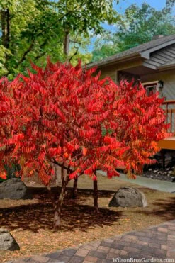 Staghorn Sumac (Rhus Typhina) - 1 Gallon Pot -FRUIT TREES & PLANTS Sales rhus typhina staghorn sumac 10