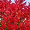 Staghorn Sumac (Rhus Typhina) - 1 Gallon Pot