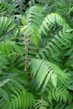 Staghorn Sumac (Rhus Typhina) - 1 Gallon Pot -FRUIT TREES & PLANTS Sales rhus typhina staghorn sumac 3