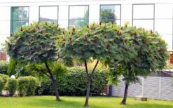 Staghorn Sumac (Rhus Typhina) - 1 Gallon Pot -FRUIT TREES & PLANTS Sales rhus typhina staghorn sumac 5