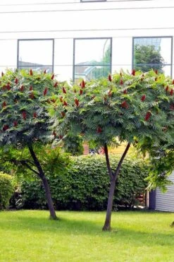 Staghorn Sumac (Rhus Typhina) - 1 Gallon Pot -FRUIT TREES & PLANTS Sales rhus typhina staghorn sumac 7