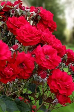 Oh My! Floribunda Tree Rose - 7 Gallon Pot 9 Oh My! Floribunda Tree Rose - 7 Gallon Pot -FRUIT TREES & PLANTS Sales rosa oh my floribunda rose 2