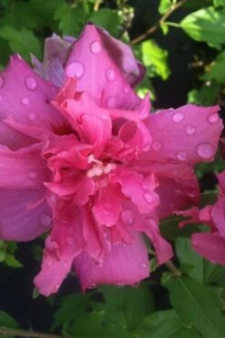 Lucy Rose Of Sharon (Single Trunk Tree) - 7 Gallon Pot (4-5') -FRUIT TREES & PLANTS Sales rose of sharon lucy 5