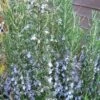 Gorizia Barbecue Skewers Rosemary - 1 Gallon Pot 2 Gorizia Barbecue Skewers Rosemary - 1 Gallon Pot -FRUIT TREES & PLANTS Sales rosmarinus officinalis gorizia rosemary 2