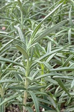 Gorizia Barbecue Skewers Rosemary - 1 Gallon Pot -FRUIT TREES & PLANTS Sales rosmarinus officinalis gorizia rosemary 6