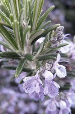 Gorizia Barbecue Skewers Rosemary - 1 Gallon Pot -FRUIT TREES & PLANTS Sales rosmarinus officinalis gorizia rosemary 7