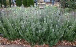 Gorizia Barbecue Skewers Rosemary - 1 Gallon Pot -FRUIT TREES & PLANTS Sales rosmarinus officinalis gorizia rosemary 8