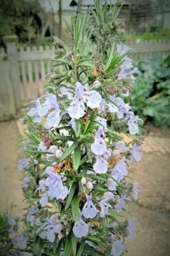 Gorizia Barbecue Skewers Rosemary - 1 Gallon Pot -FRUIT TREES & PLANTS Sales rosmarinus officinalis gorizia rosemary 9