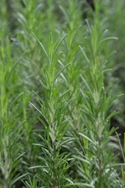 Madeline Hill Rosemary - 1 Gallon Pot -FRUIT TREES & PLANTS Sales rosmarinus officinalis madalene hill hardy rosemary 2