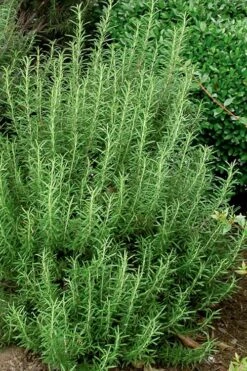 Madeline Hill Rosemary - 1 Gallon Pot -FRUIT TREES & PLANTS Sales rosmarinus officinalis madalene hill hardy rosemary 5