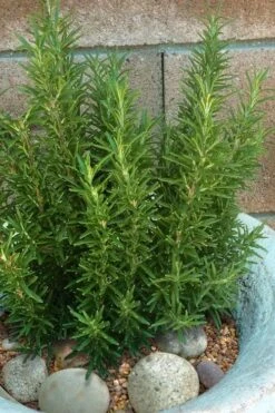 Madeline Hill Rosemary - 1 Gallon Pot -FRUIT TREES & PLANTS Sales rosmarinus officinalis madalene hill hardy rosemary 8