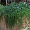 Prostrate Creeping Rosemary - 1 Gallon Pot -FRUIT TREES & PLANTS Sales rosmarinus officinalis prostratus creeping rosemary 105