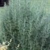 Salem Rosemary - 1 Gallon Pot -FRUIT TREES & PLANTS Sales rosmarinus officinalis salem rosemary 5 1