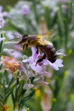 Salem Rosemary - 1 Gallon Pot -FRUIT TREES & PLANTS Sales rosmarinus officinalis salem rosemary 6 1