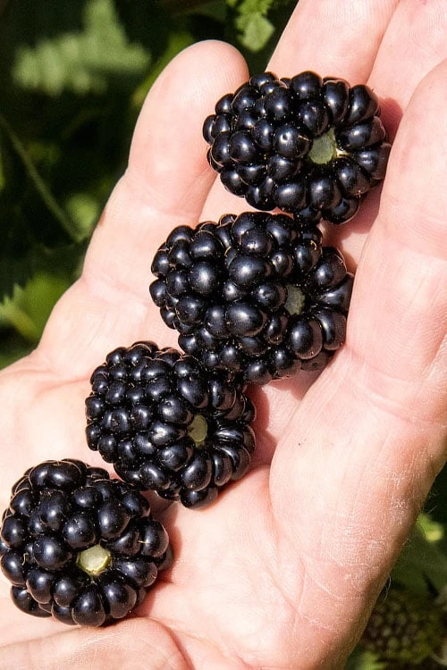 Ponca Thornless Blackberry - 1 Gallon Pot 3 Ponca Thornless Blackberry - 1 Gallon Pot