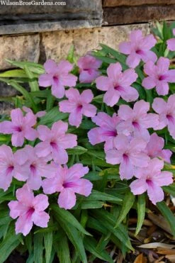 Katie Pink Dwarf Mexican Petunia (Ruellia) - 10 Pack Quart Pots -FRUIT TREES & PLANTS Sales ruellia katie pink dwarf mexican petunia 11 1