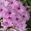 Katie Pink Dwarf Mexican Petunia (Ruellia) - 5 Pack Quart Pots -FRUIT TREES & PLANTS Sales ruellia katie pink dwarf mexican petunia 14