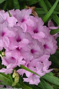 Katie Pink Dwarf Mexican Petunia (Ruellia) - 5 Pack Quart Pots