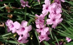 Katie Pink Dwarf Mexican Petunia (Ruellia) - 10 Pack Quart Pots -FRUIT TREES & PLANTS Sales ruellia katie pink dwarf mexican petunia 5