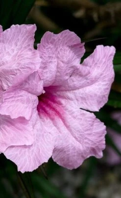 Katie Pink Dwarf Mexican Petunia (Ruellia) - 5 Pack Quart Pots -FRUIT TREES & PLANTS Sales ruellia katie pink dwarf mexican petunia 7